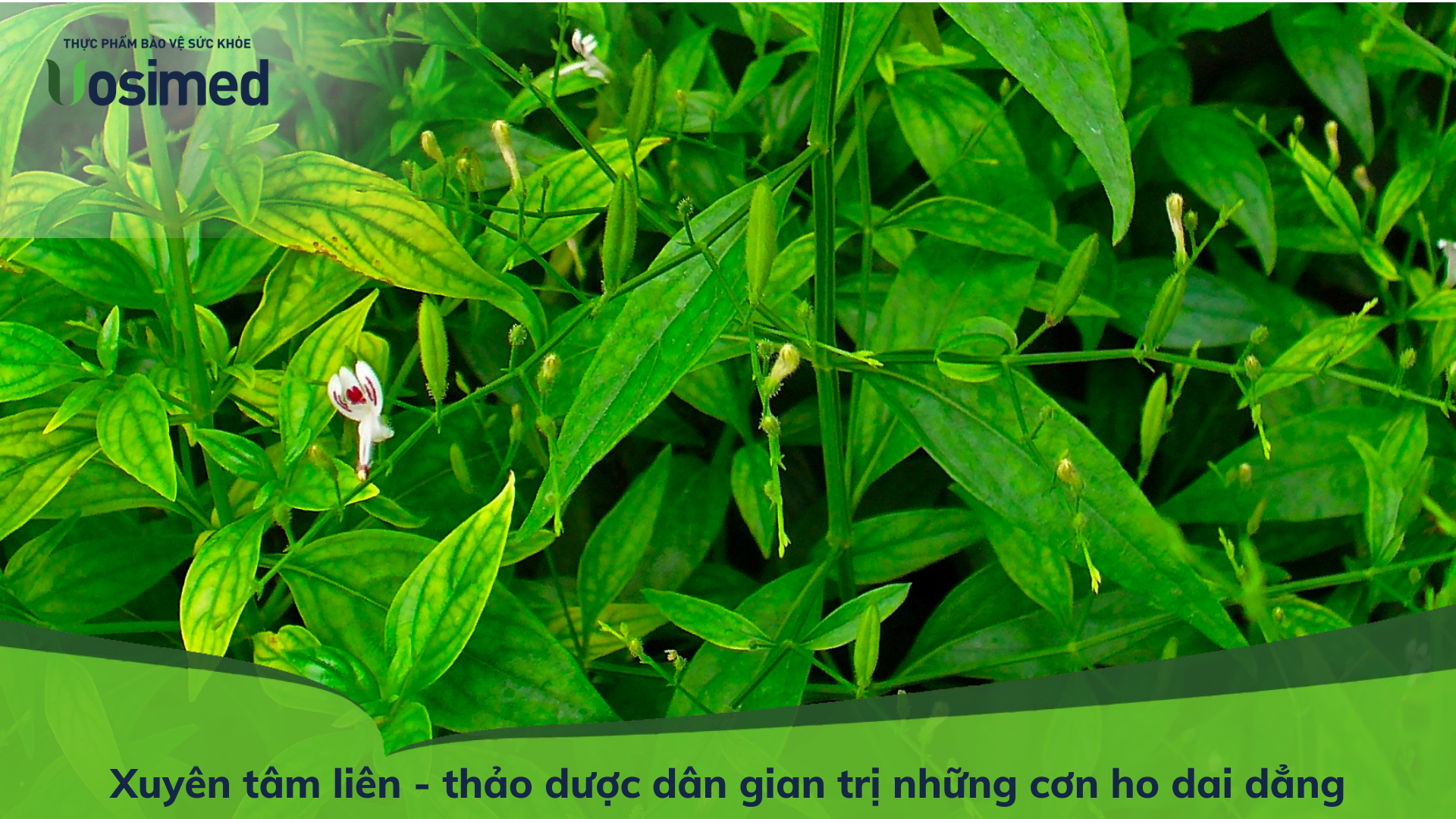 Xuyên tâm liên - thảo dược dân gian điều trị những cơn ho dai dẳng