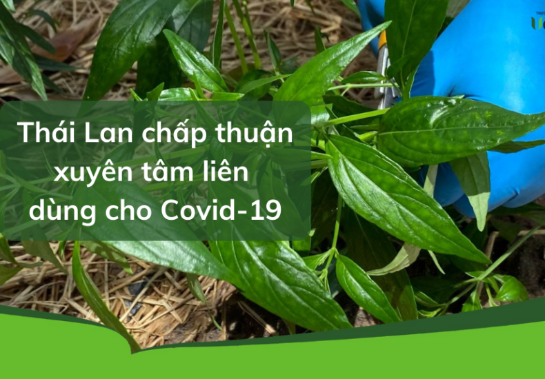 Thái Lan chấp thuận xuyên tâm liên dùng cho Covid-19