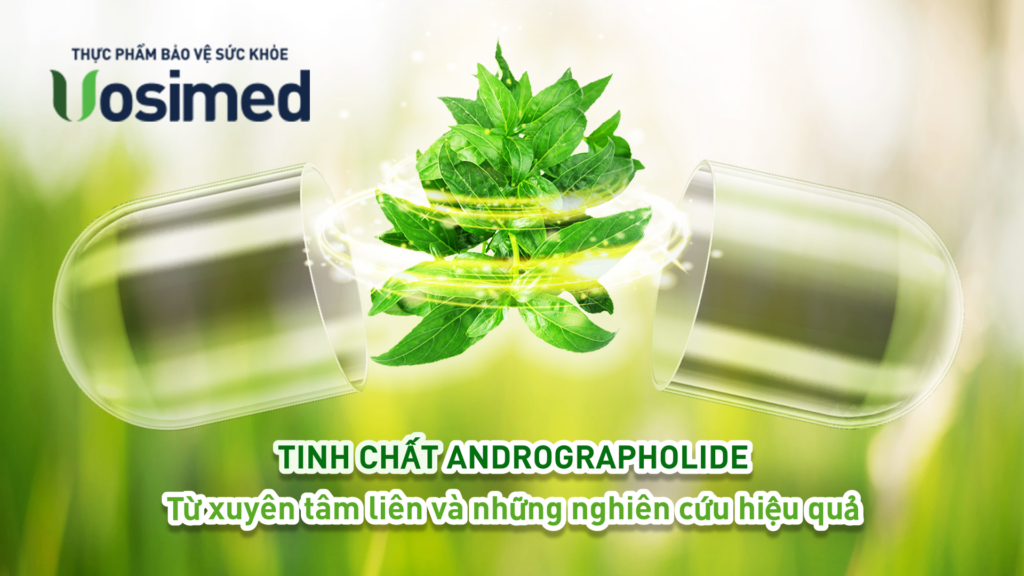 Chiết xuất Andrographolide từ Xuyên Tâm Liên là thành phần quan trọng trong Vosimed.